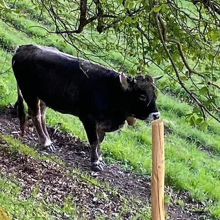 Im Oberallgaeu Mit Grossem Pool, Bettwaesche, Handtuecher, Endreinigung, Kurtaxe Inklusive Apartmán